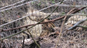 Teichreinigung "Quälingsteich" - Gladbeck putzt "2015"