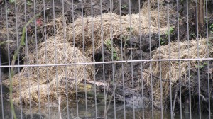 Teichreinigung "Quälingsteich" - Gladbeck putzt "2015"