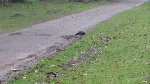 Teichreinigung "Quälingsteich" - Gladbeck putzt "2015"