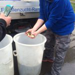 Brillenteich Nordpark Besatz 2016