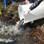 Fischbesatz Nordpark 2016