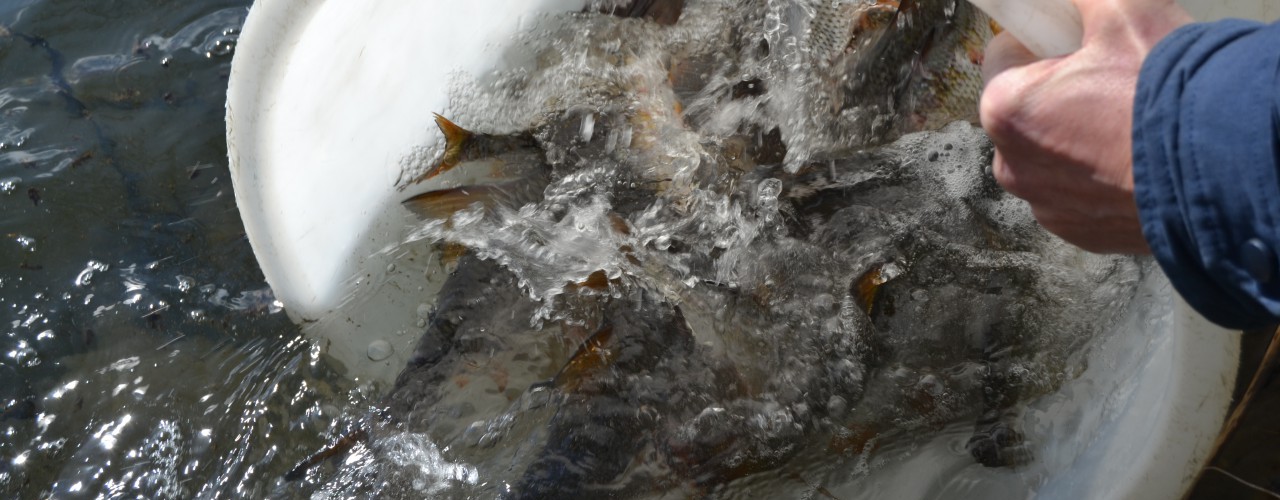 Fischbesatz Nordpark 2016